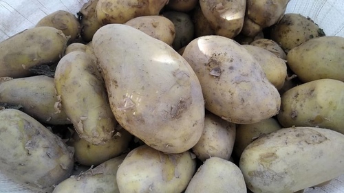 Россельхознадзор-проконтролировал-экспорт-13-тыс.-тонн-картофеля-в-Казахстан-и-Кыргызстан