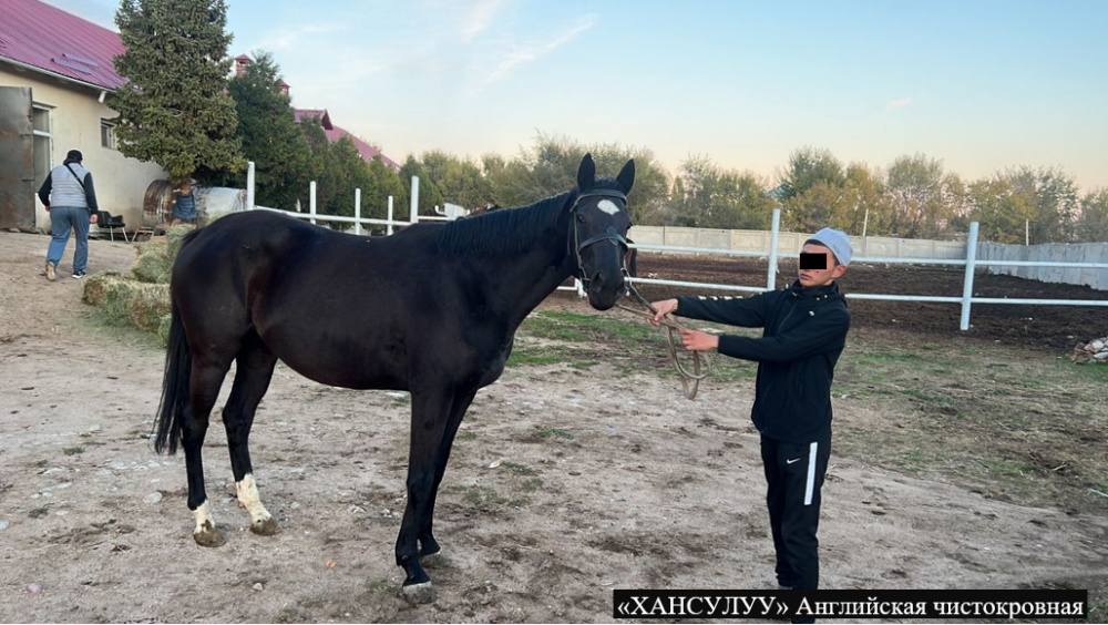 ГКНБ-изъял-породистых-лошадей-Камчы-Кольбаева-за-полмиллиона-долларов