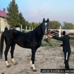 Выявлены-и-изъяты-породистые-лошади-Камчы-Кольбаева-Общая-стоимость-более-500-тыс.-долларов-США