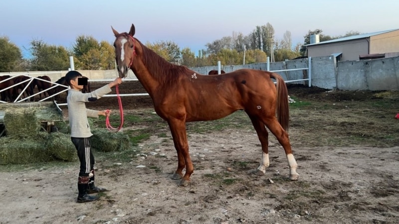ГКНБ-изъял-лошадей-стоимостью-более-500-тысяч-долларов,-спецслужба-считает-их-имуществом-Камчы-Кольбаева