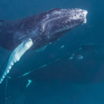 Учёные-поняли,-почему-киты-массово-выбрасываются-на-берег