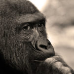 Исследование:-горные-гориллы-стараются-не-спариваться-с-родственниками