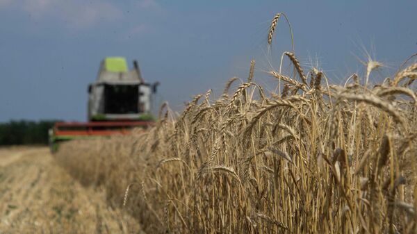 Зерновая-сделка-2.0:-о-чем-Москва-и-Пекин-договорились-без-Киева-и-ООН